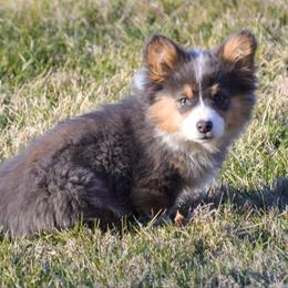 Pembroke Welsh Corgi Puppies from Hayday Ranch Corgis