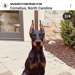 Doberman Pinscher All Grown Up from Gordon Farms Dobermans
