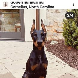 Doberman Pinscher All Grown Up from Gordon Farms Dobermans