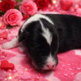 Rocky Road - Black white and tan male Shetland Sheepdog puppy in Wapello, Iowa from Willow Rayne shelties and more