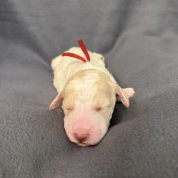 Theo - Parti male Poodle puppy in Surprise, Arizona from Gentle Paw Goldendoodles