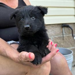 Boy 1 - Black male German Shepherd puppy in Fairdale, Kentucky from Kimberly's German Shepherds