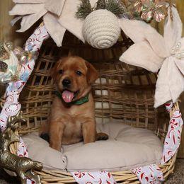 Cupid-Green girl - Yellow female Labrador Retriever puppy in Twin Falls, Idaho from Whispering White Pines Labradors