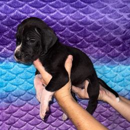 Esther - Black and white female Great Dane puppy in Orange Grove, Texas from Shadow Veil Dane’s