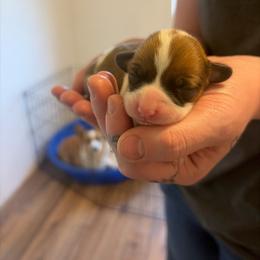 Girl 2 - Red female Pembroke Welsh Corgi puppy in Chubbuck, Idaho from Sunny J Corgis and Mini Americans