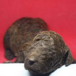 Maltese, Poodle, and Yorkshire Terrier Puppies from YorkiesPawsLife