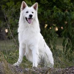 Brit - Berger Blanc Suisse