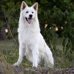 Brit - Berger Blanc Suisse
