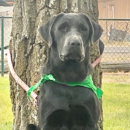 Dilute Retrievers, Labradoodles, and Labrador Retrievers from Bitterbrush Farm & Apiary