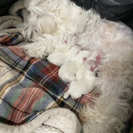 Maltese Puppies from My Maltese Family