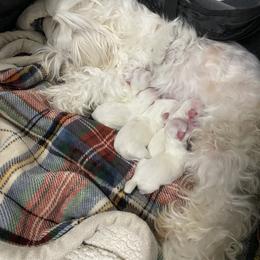 Maltese Puppies from My Maltese Family