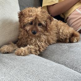 Cavapoo Puppies from Buttercup Doodles