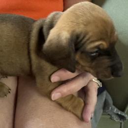 Dachshund Puppies from Lolley Dachshunds