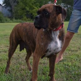 Sheba - Boxer