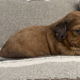 Dachshund Puppies from Ruby Desert Doxies