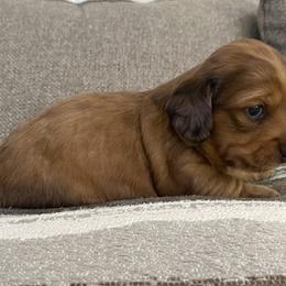 Dachshund Puppies from Ruby Desert Doxies