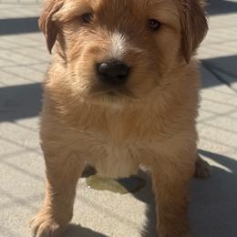 Violet Girl - Golden female Golden Retriever puppy in Rockwell, North Carolina from KnL Golden Acres