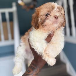 Male 1 - Liver and white male Shih Tzu puppy in Union City, Georgia from Chinx Puppy Songs