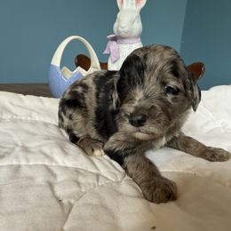 Aussiedoodle and Cockapoo Puppies from Sassy Bob’s Designer Dogs