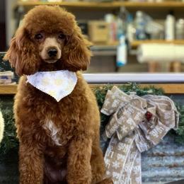 Claire - Poodle