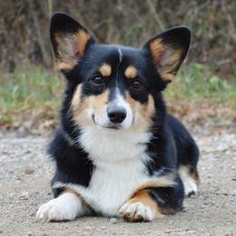 Blackie - Pembroke Welsh Corgi