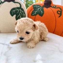 Pumpkin - Apricot female Maltipoo puppy in Wilson, North Carolina from Cedar Creek Doodles