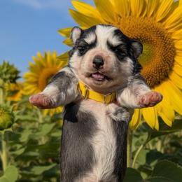 Sunflower - Black and white female Siberian Husky puppy in Sherwood, Oregon from Whiskey River Siberians
