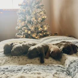 French Bulldog puppies from Wooftown Kennels