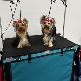 Yorkshire Terrier Puppies from Forget Me Knot Yorkies