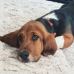 Basset Hounds from Head of River Barn