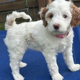 Snow Angel - Parti female Goldendoodle puppy in Florence, South Carolina from Candy Doodles