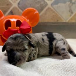 Kenzie (F2bb red girl) - Blue merle female Aussiedoodle puppy in Midlothian, Texas from Gray Doodles