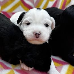 Boy 1 - White male Lowchen puppy in Maple Grove, Minnesota from Roman Reign Lowchen and Greater Swiss Mountain Dogs
