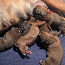 Boxer puppies from Stillwater Kennel