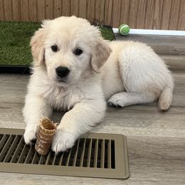 Golden Retriever Puppies from Mia Ragazza Golden Retrievers