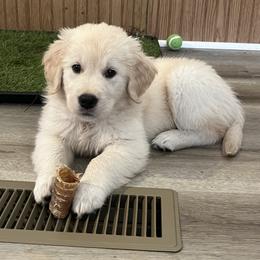 Golden Retriever Puppies from Mia Ragazza Golden Retrievers