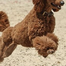 Poodles from Renegade Standard Poodles