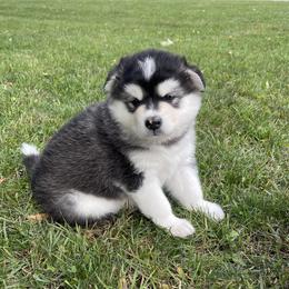 Alaskan Malamute Puppies from Fawn River Malamutes