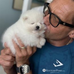Pomeranian Puppies from Kouture Pomeranians