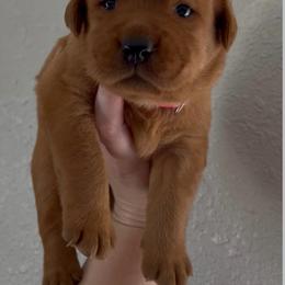 Angel Cake - Yellow female Labrador Retriever puppy in Morriston, Florida from Penny Lane Labradors