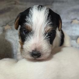 Hollywood - Tri-color female Jack Russell Terrier puppy in Yakima County, Washington from Saddle Rock Kennels