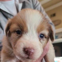 Red Merle Female #3 - Red merle Australian Shepherd puppy in Fresno, California from Ellison Family Homestead