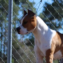 American Staffordshire Terrier All Grown Up from Homegrown Amstaffs