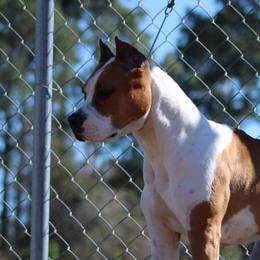 American Staffordshire Terrier All Grown Up from Homegrown Amstaffs