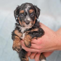 Rip - Tri-color male Bernedoodle puppy in Dundee, Ohio from Down Home Doodle