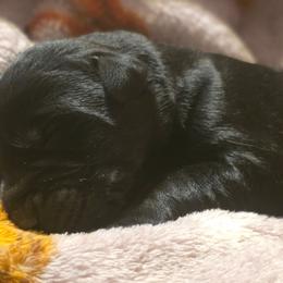 Boy 1 - Black male Giant Schnauzer puppy in Fraziers Bottom, West Virginia from Loyal Hearts Farm / RK's Dobermans