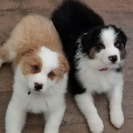 Australian Shepherds from West Coast Kirby