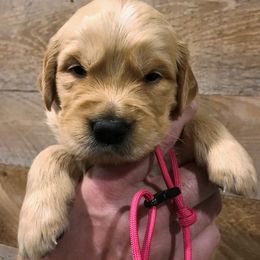 Golden Retriever Puppies from Big Rock Goldens