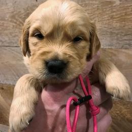 Golden Retriever Puppies from Big Rock Goldens