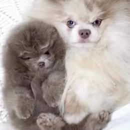 Lilac - Lavender female Pomeranian puppy in Visalia, California from Exotic_fresita_poms